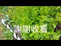 种菜，如何採摘枸杞叶，勤修剪有助生長快和防止白粉叶🌿🍀2021年5月15日