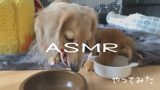 【ASMR】ワンちゃんのご飯風景をASMR風に撮ってみた！#asmr #ミニチュアダックスフンド #いぬ #puppy #dogs