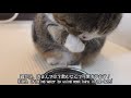 可愛すぎる水飲みを披露しちゃうねこ。 it is too cute that maru drinks water.