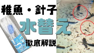 【メダカ飼育】稚魚（針子）を傷つけない水替え方法を徹底解説！