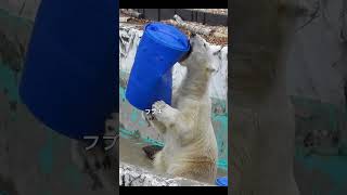 ドラム缶とフブキくん♪2024撮影＃東山動植物園 #フブキ#shorts