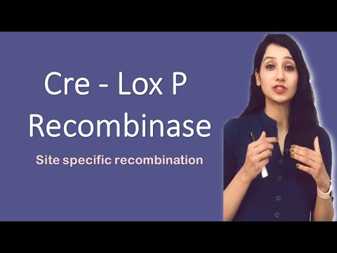 CRE LOX P Recombinase I Site Specific Recombination I Bacteriophage P ...