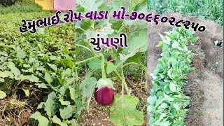 રીંગણી નાં રોપ ફક્ત 1 રૂપિયામા | ચોકલેટ  રીંગણી| agriculture plants | brinjal plants only 1 rs |2021