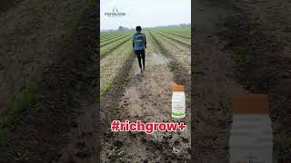 RICH GROW + | Growth Promoter | सभी फसल के लिए शानदार रिजल्ट | તમામ પાક માટે ઉત્તમ પરિણામ |