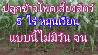 วิธีปลูกข้าวโพดเลี้ยงสัตว์ในที่ดินน้อยหมุนเวียนแบบไม่ไห้ตัวเองจนอีกต่อไป