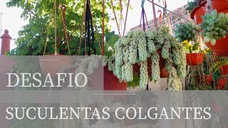 Reto cumplido!! Plantas Suculentas Colgantes. Desafío. #suculentascolgantes