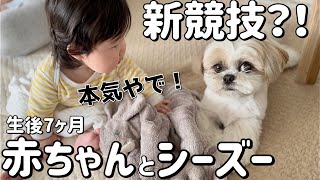 7ヶ月間赤ちゃんと暮らしたシーズー犬の遊び方がこちら【はに丸とおーちゃんの成長日記】/ Shih Tzu and baby play.