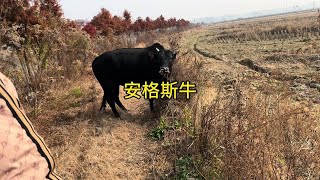 很多人说安格斯有雪花，今天去看看安格斯是什么样的#农村养牛