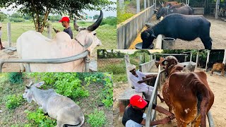 સિવાની પંખુડી Kankrej cow Banaskantha #cow #kankrejcow #bharattharanikankrejcow #farming #animals