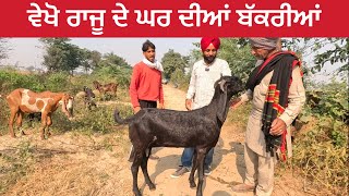 ਵੇਖੋ ਰਾਜੂ ਦੇ ਘਰ ਦੀਆਂ ਬੱਕਰੀਆਂ । Raju Goat Farm Dirba Punjab #goats #goatfarming