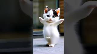 White cat beautiful dance 😻 | #cat #catdance #cute #catvideos #trending #shorts #f106