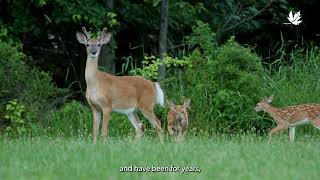 Match Your Gift to the Hastings Wildlife Junction