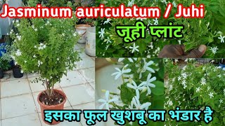 जूही के पौधे की देखभाल कैसे करें।jasminum auriculatum/ All about juhi plant #vinods_garden