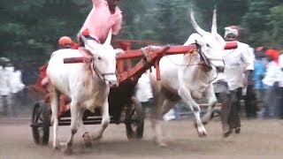 Khillari bullocks | Evening time | Asoga race