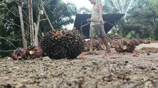 udh lama gk buat kontenn muat sawit mantap