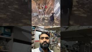 बकरे से लड़की ने पंगा लेलिया बकरे ने घुमा घुमा कर मारा है 🤣🤣🤣 #funny #bakara #viralvideos