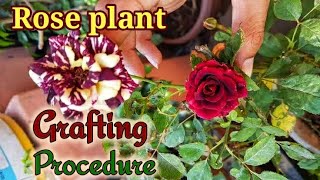 How to make Bud Grafting of Roses with 100% Success. NURSERY METHOD REVEALED.