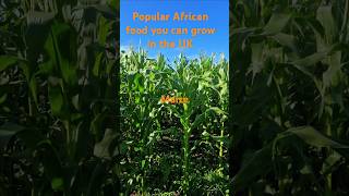 African traditional food you can successfuly grow in the UK. #africanfood #garden #maize #kale #plot