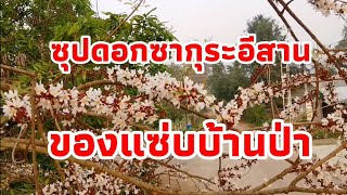 (พาทำกิน)​ ซุปดอกซากุระอีสาน(ซุปผักติ้ว)​