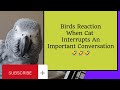 Birds Reaction When Cat Interrupts An Important Conversation 🤣 #animals #pets #birds #funny #youtube