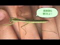 オオカマキリ１齢から３齢へ。エサと飼育の紹介、家庭菜園を活用！モンシロチョウの力を借ります：baby praying mantis care