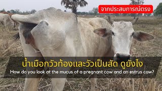 น้ำเมือกวัวท้องและวัวเป็นสัดดูยังไง How do you look at the mucus of a pregnant cow and an estrus cow