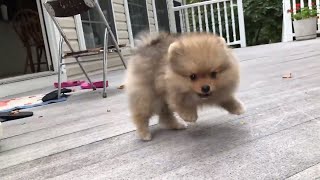 Cute pomeranian puppy barking funny and adorable