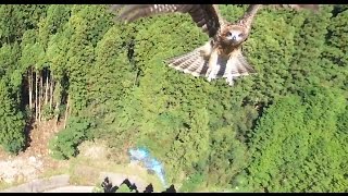 とんびに威嚇されたドローン　(　parrot bebop droneにて空撮　)