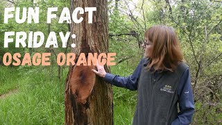 Fun Fact Friday: Osage Orange