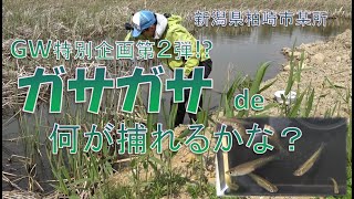 GW特別企画第2弾！ガサガサでキタノメダカを捕獲！！