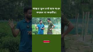 মরিচ গাছের ফুল নষ্ট হতে শুরু করলে যা করবেন !