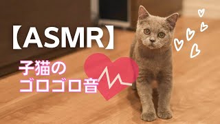 【ASMR】撫でられて喜ぶ子猫のゴロゴロ音【イヤホン推奨】