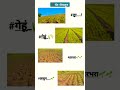 माझ्या शेतातील सर्व पीक... 🌱 farming royalशेतकरी शेतकरीbrand agriculture stetus shorts