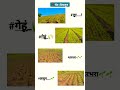 माझ्या शेतातील सर्व पीक... 🌱 farming royalशेतकरी शेतकरीbrand agriculture stetus shorts