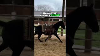 The Truth About Tennessee Walking Horses Explained
