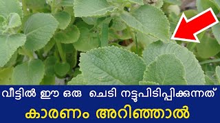 വീട്ടിൽ ഈ ഒരു  ചെടി നട്ടുപിടിപ്പിക്കുന്നത് കാരണം അറിഞ്ഞാൽ / kanjikoorkka / panikoorkka