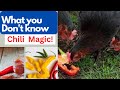 Shocking Benefits Of Chili Pepper To Chickens. Broiler Chicken Weight Again Tips