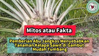 Mitos Atau Fakta: Pemberian Abu Jangkos Menyebabkan Tanaman Kelapa Sawit di Gambut Mudah Tumbang