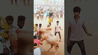 வளரி 😈2023 ஆட்டம் 🔥#மஞ்சுவிரட்டு #manjuvirattu #jallikattu #jallikattu_2023 #தமிழன் #பாரம்பரியம்