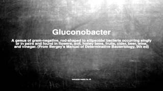 Medical vocabulary: What does Gluconobacter mean