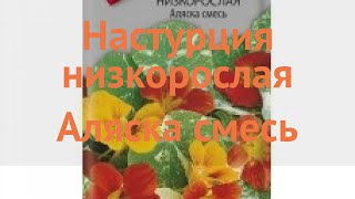 Настурция низкорослая Аляска смесь (alyaska smes) 🌿 обзор: как сажать, семена настурции Аляска смесь