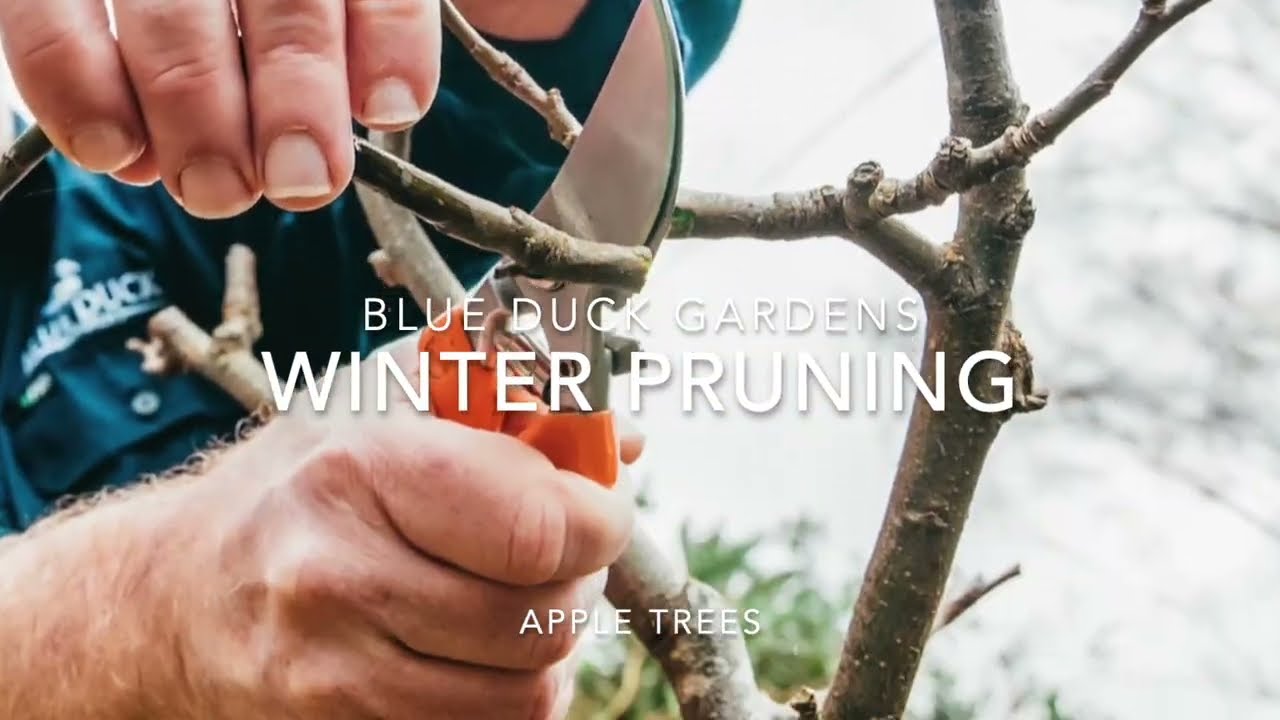 How To Prune Apple Trees In Winter Youtube