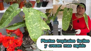 Plantas Tropicales trasplantándolas para que crezcan mas bonitas