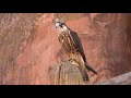 Falconry: captive bred birds and raptor propagation