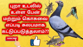 HOW TO CONTROL PEST IN PIGEON - PART 1