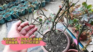 今日立春！月季花现在该不该施肥？如何施肥，施用什么肥料？