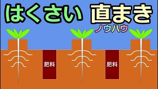 【白菜 直まきノウハウ 2021】『POT vs 直まき』のおまけ有り 家庭菜園28年目  無農薬 半自給自足