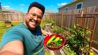 Texas Heatwave Harvest - Summer Garden Tour July 2022 - Growing Cucumbers, Jalapeños, and Much More!