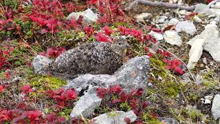 4K　爺ヶ岳中峰のママ雷鳥