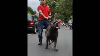 King Manolo खतरनाक 😱😱  #short #shorts #shortvideo #dog  #dogs